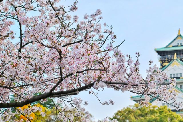皇居の桜一般公開2024はいつからいつまで？混雑状況や通り抜けの所要時間を調査！