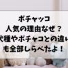 ポチャッコが人気の理由なぜ？犬種やポチャコとの違いもご紹介！